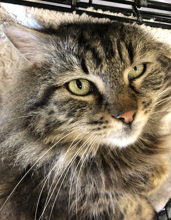 Pets of the Week: Roxanne